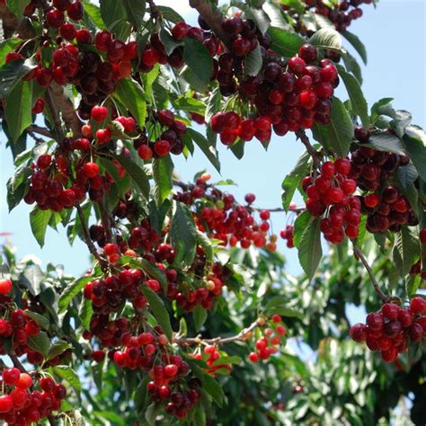 The Stella Cherry Tree A Guide To Planting Care And Harvesting