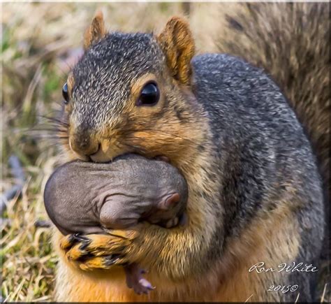 The 25 Best Eastern Gray Squirrel Ideas On Pinterest