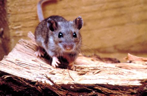 Free Picture Rodent Deer Mouse Peromyscus Maniculatus