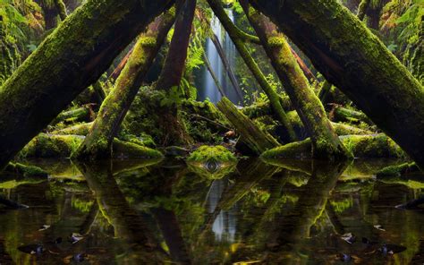 壁纸 阳光 树木 森林 水 性质 反射 摄影 科 苔藓 绿色 照片操纵 池塘 丛林 流 沼泽 雨林 藻类