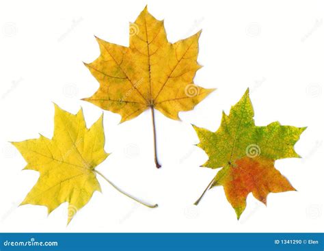 Autumn Maple Three Leaves Stock Photo Image Of Captivating 1341290