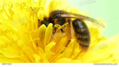 Bee Pollinating Flower Dandelion Stock Video Footage 8991931