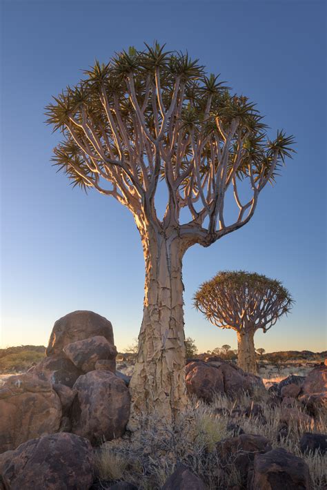 Quiver Trees Keetmanshoop Namibia Anshar Images