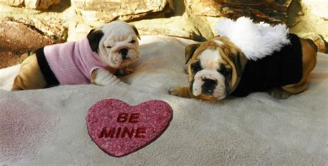 Happy Valentines Day Precious Bulldog Lover English Bulldogs