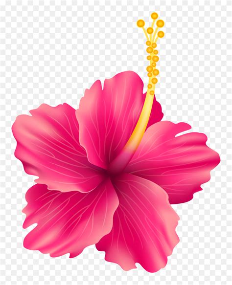 Pink Exotic Flower Png Transparent Clip Art Gallery Pom Clip Art