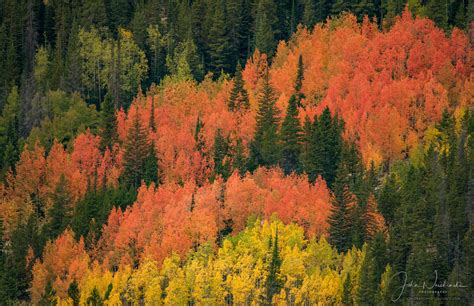 Multi Colored Aspen Trees On Mountain West Side Of Rocky Mountain