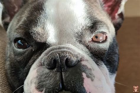 Preventing Eye Problems In French Bulldogs Frenchy Fab