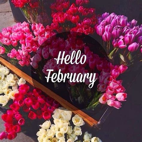 Hello February Flowers Pictures Photos And Images For Facebook