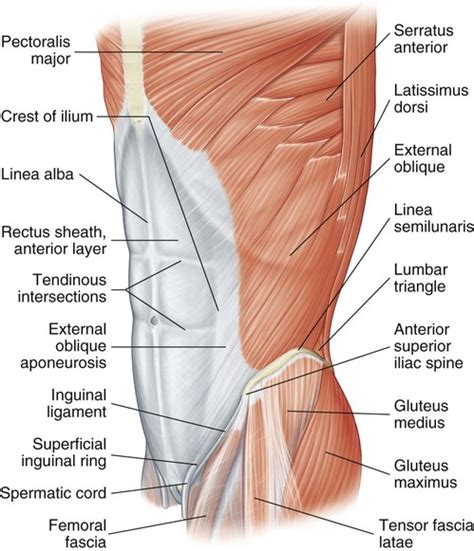 Musculoskeletal Sources Of Abdominal And Groin Pain Athletic Pubalgia