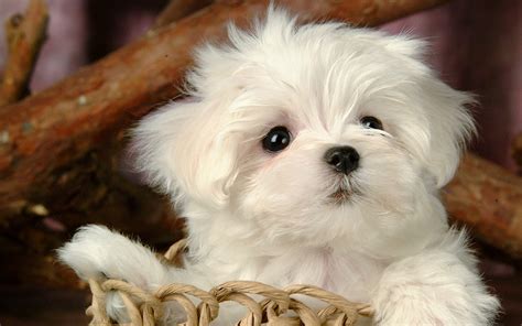 63 Maltese White Puppy Dog L2sanpiero