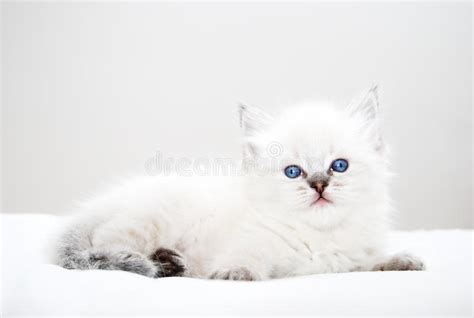 Kitten With Blue Eyes Stock Image Image Of Camera Awake 37236103