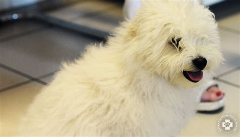 A ketogén diéta kiemelkedő előnye, hogy a fogyókúra során húst, halat, sajtot és más ízletes ételeket is fogyaszthatsz, zsírtartalomtól függetlenül. Macska-, kutyaepilepszia szakvizsgálat | Klapka ...