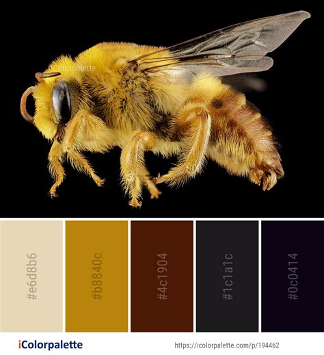 Color Palette Ideas From Insect Honey Bee Image Icolorpalette