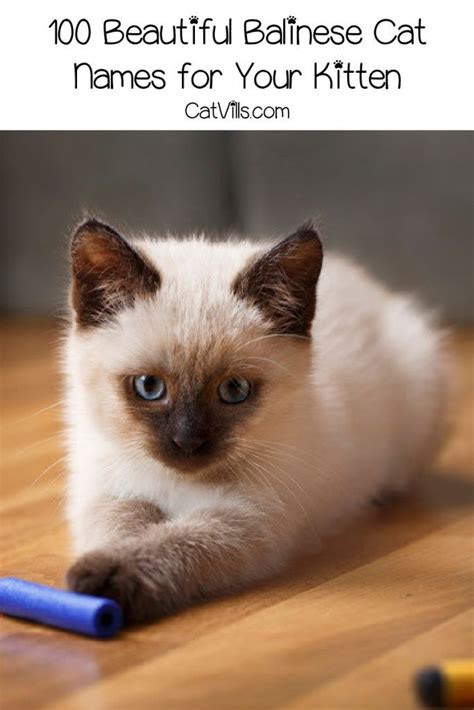 Balinese Cat Names 100 Beautiful Ideas For This Stunning Breed