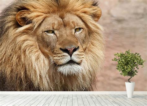 Lion Wall Mural Wallpaper Canvas Art Rocks