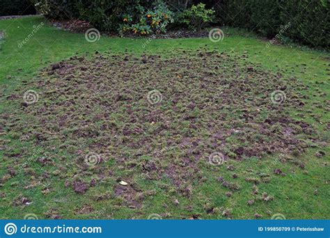 Chafer Grub Demolition Of A Doncaster Lawn In October 2020 Stock
