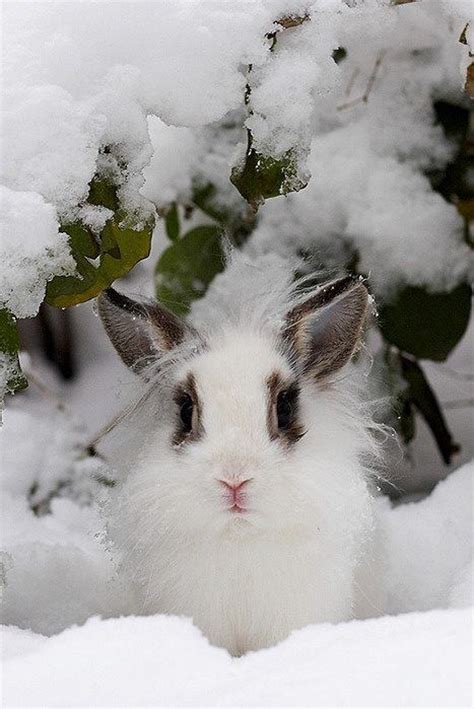 Beautiful Snow Bunny Bunnies ♡♥♡ Pinterest