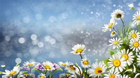 Free Download Daisy Wallpapers 35 Daisy Hd Wallpapersbackgrounds