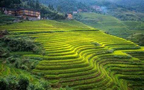 Download Nature Man Made Rice Terrace Hd Wallpaper By Hilton Chen