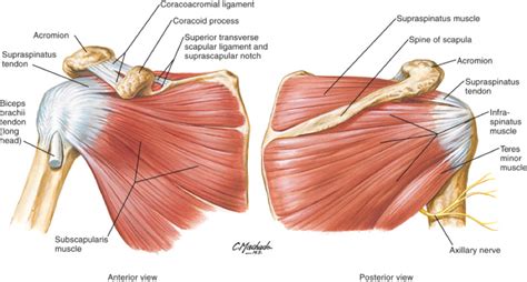 Supraspinatus, infraspinatus, ters minor,.et), using interactive animations and labeled diagrams. Shoulder Muscles Diagram / Biarticular antagonistic muscles in human upper arm that ... / The ...