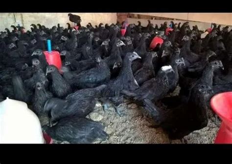 Kadaknath Murgi At Rs 280kg Kadaknath Chicken In Ranchi Id