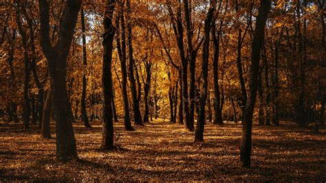 Download Wallpaper 2560x1440 Autumn Forest Trees Park Path