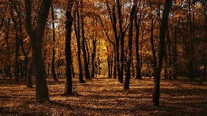 Forest Autumn Trees Background Path Park Widescreen