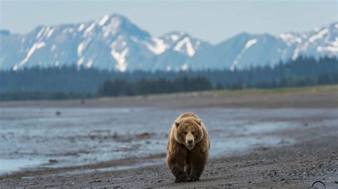 Grizzly Bear Backgrounds Wallpaper Cave