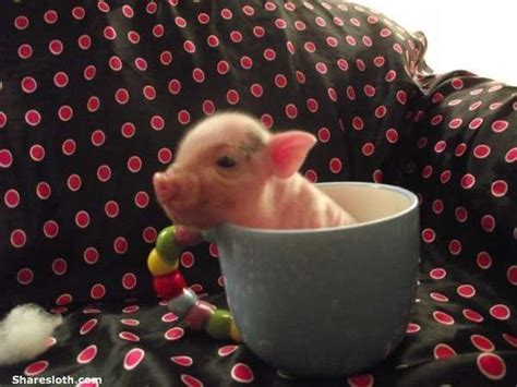 Teacup Pig Pictures So Adorable Teacup Pigs Pig Pictures Baby Pigs