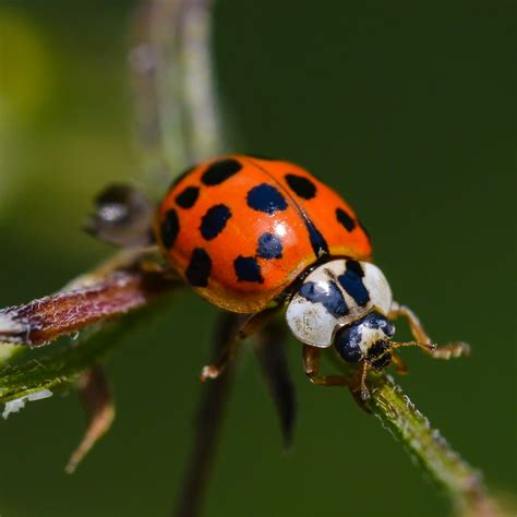 Yes There Are Actually ‘bad Ladybugs—heres What To Do About Them