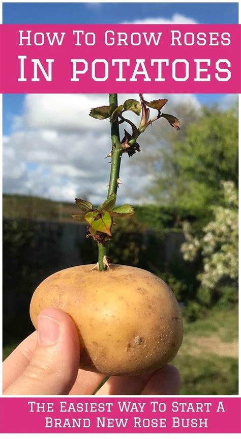 Grow roses from stem cuttings without rooting hormone. How To Grow Roses From Cuttings | Roses in potatoes ...