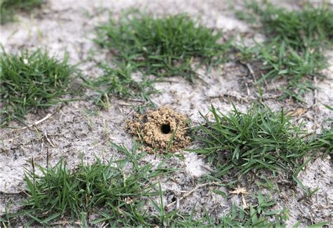 Mole Cricket Damage Blog Quiet Lawn And Pest Healthy Lawns Bug