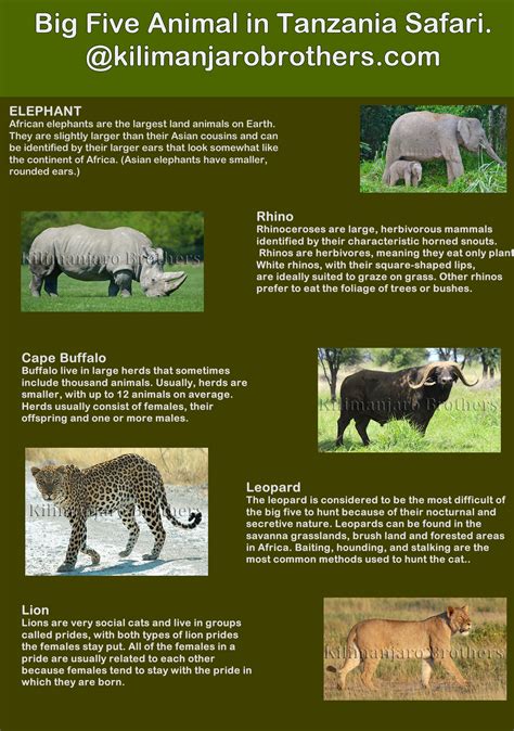 Big Five Animals In The World