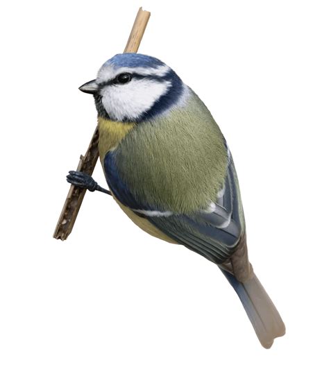 There are 28 blaumeise for sale on etsy, and they cost $35.02 on average. Blaumeise - NABU Vogeltrainer
