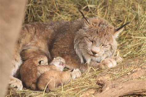 Considered an exotic breed, the highlander. Minnesota Zoo NEW Lynx Kittens 2014 - Minnesota Zoo