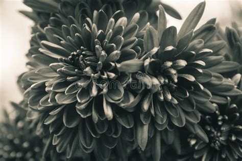 Black And White Chrysanthemum Closeup Stock Image Image Of Botanic