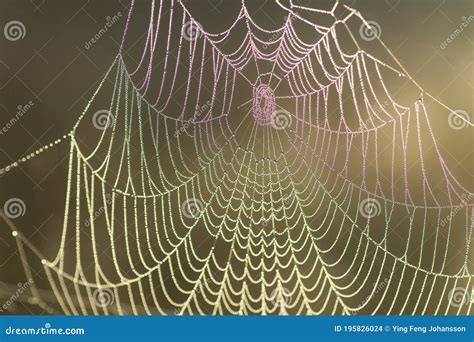 Cobweb With Morning Dew Stock Photo Image Of Norning 195826024