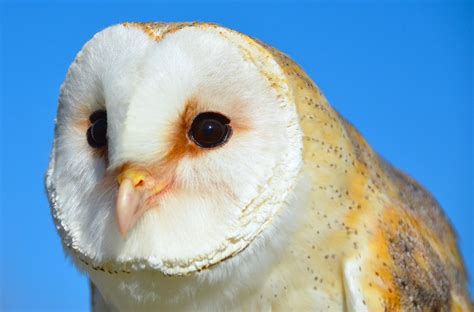 Lechuza Blanca O Lechuza Común Tyto Alba El Club Animal