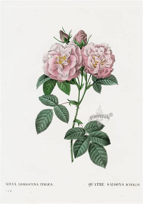 Save redoute roses book to get email alerts and updates on your ebay feed.+ 2tsjpvh9owns96o0r7ed. P. J. Redoute Les Roses Prints 1828