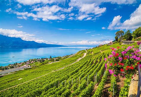 490 Lake Geneva Switzerland Summer Flower Stock Photos Pictures