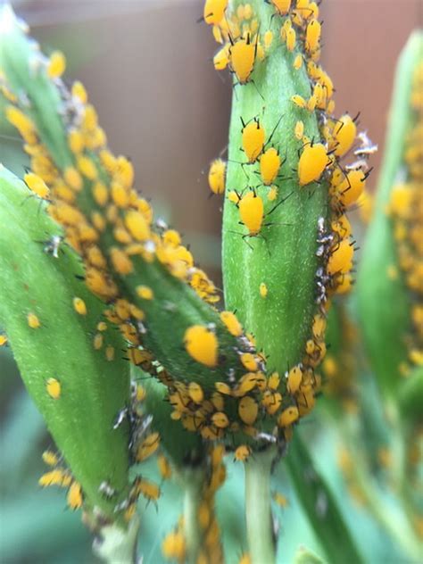 How To Get Rid Of Aphids On Milkweed Ask An Expert