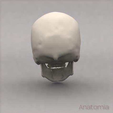 Bone Like Lump At Base Of Skull Medical