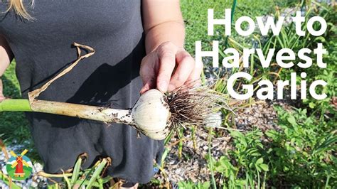 How To Harvest Garlic Youtube