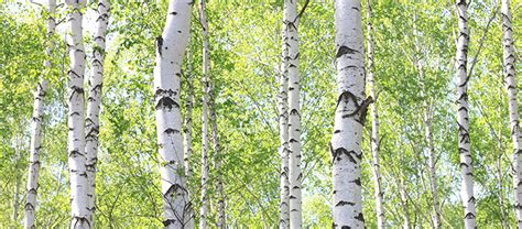 Everything You Need To Know About River Birch Trees Fast Tree Removal Services Atlanta