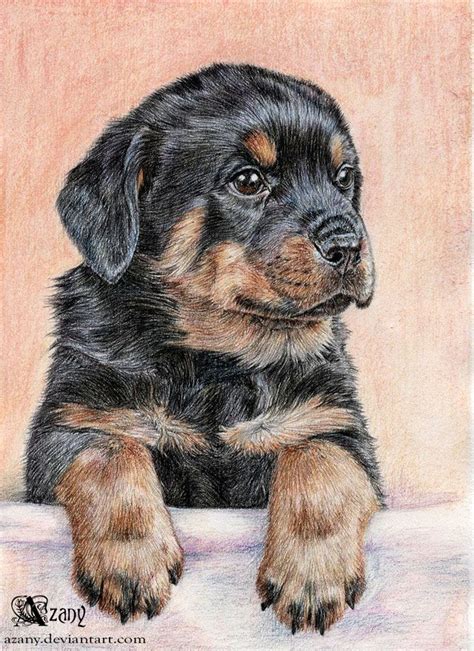 Loading Rottweiler Puppies Dog Drawing Dog Paintings