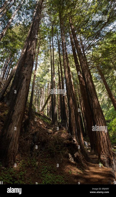 Big Sur California Coast Redwood Forest Stock Photo Alamy