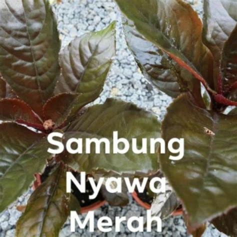 Pokok beluntas wikipedia bahasa melayu ensiklopedia bebas. Pokok Ulam Sambung Nyawa Merah @ Hitam (Anak Pokok 1 kaki ...