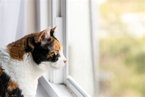 Nosey Cat Caught Peeking To Watch Street Drama In Hilarious Video