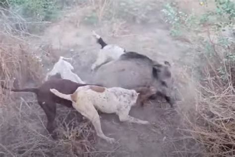 Vidéo un chasseur se fait charger par un gros sanglier blessé et ne