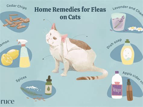 Useful Home Remedies For Cats Spaticdigital